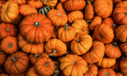 16 oz Butter Jar Candle: Hey, Pumpkin!