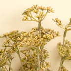 Meadow Grass Bouquet, Autumn