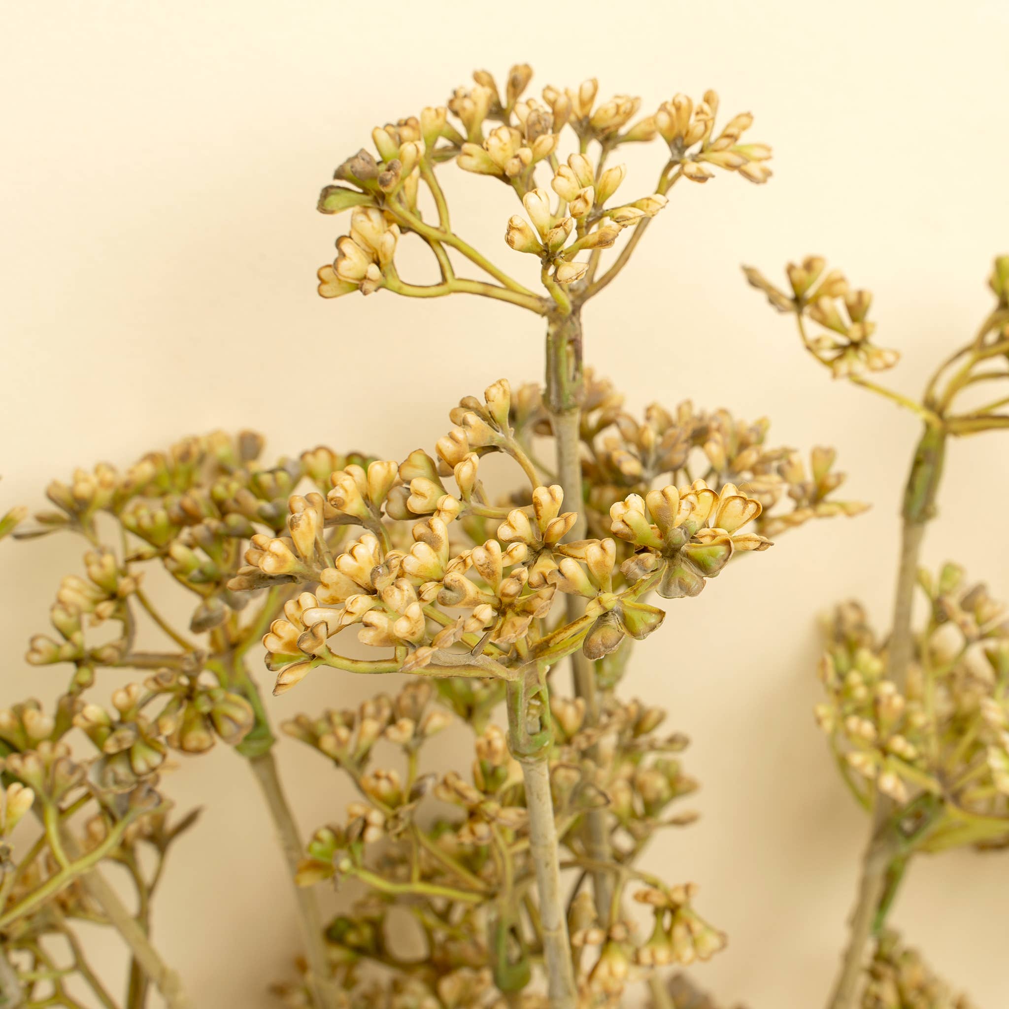 Meadow Grass Bouquet, Autumn